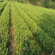 二年生嫁接油茶苗