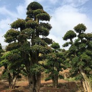 造型椤木石楠基地