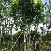 湖南苗木大朴树 丛生朴树 多杆朴树 野生全冠朴树销售