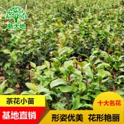 湖南茶花小苗 山茶花苗 品质优良 新大地基地直销